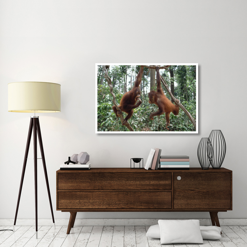 Orangutan pair playing in trees, Borneo-Paper Art-50&quotx34"
