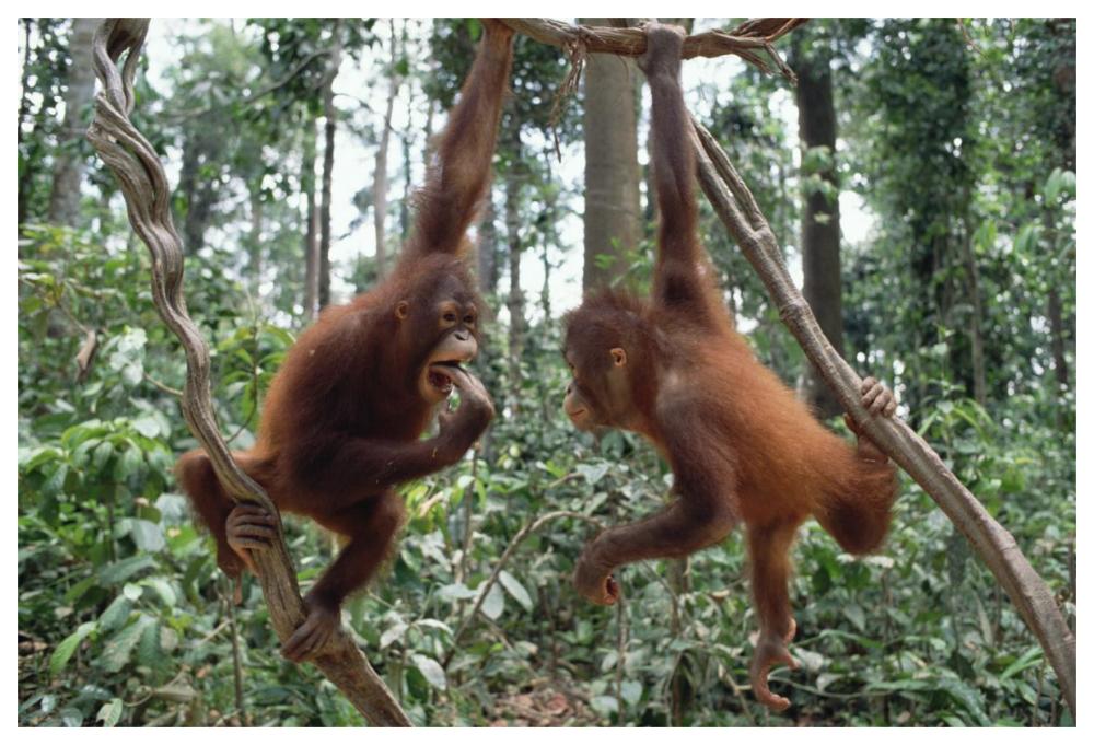Orangutan pair playing in trees, Borneo-Paper Art-62"x42"