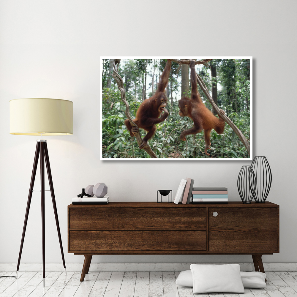 Orangutan pair playing in trees, Borneo-Paper Art-62&quotx42"