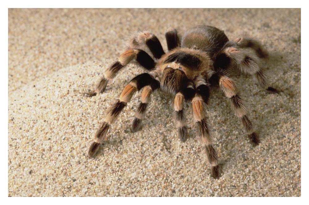 Mexican Red-knee Tarantula portrait, Mexico-Paper Art-20"x14"