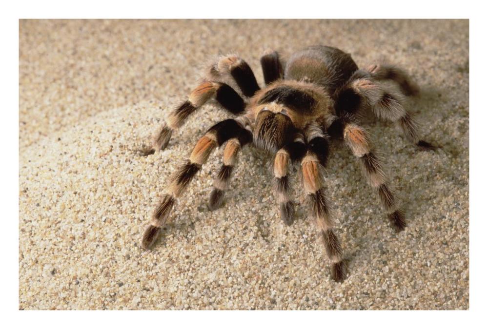 Mexican Red-knee Tarantula portrait, Mexico-Paper Art-26"x18"