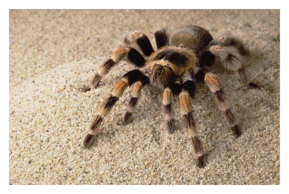 Mexican Red-knee Tarantula portrait, Mexico-Paper Art-32"x22"