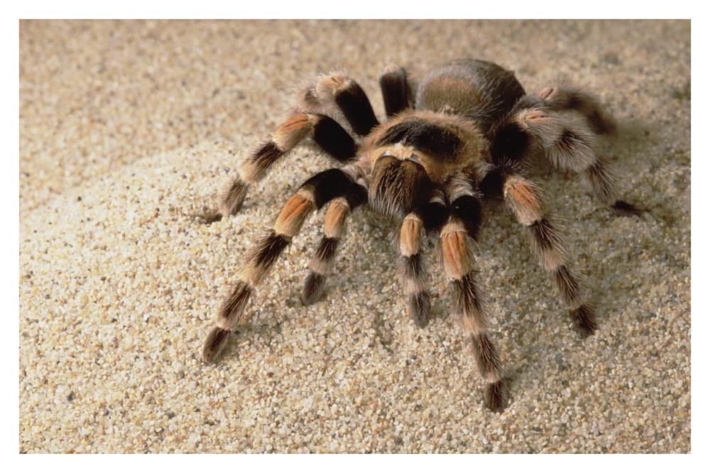 Mexican Red-knee Tarantula portrait, Mexico-Paper Art-38"x26"
