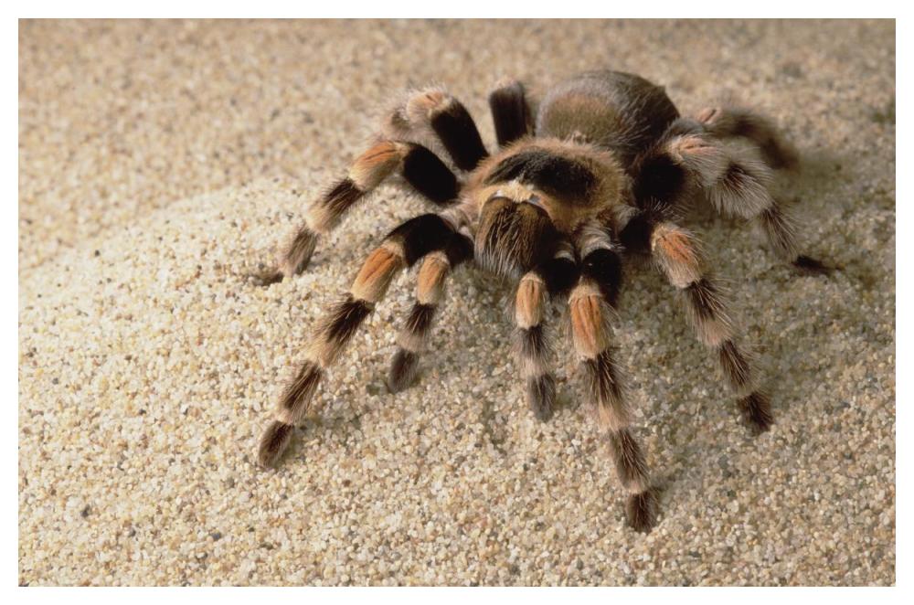 Mexican Red-knee Tarantula portrait, Mexico-Paper Art-50"x34"