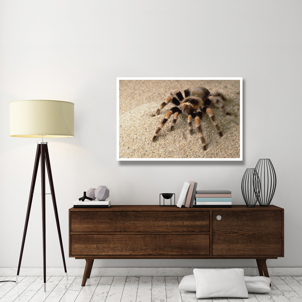Mexican Red-knee Tarantula portrait, Mexico-Paper Art-50&quotx34"