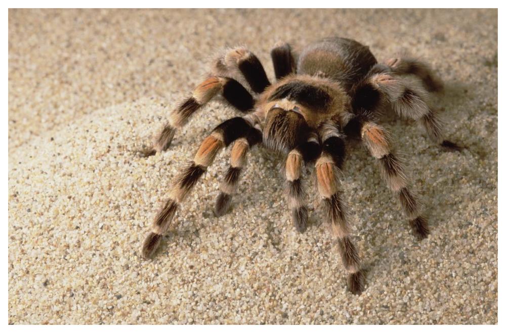 Mexican Red-knee Tarantula portrait, Mexico-Paper Art-62"x42"
