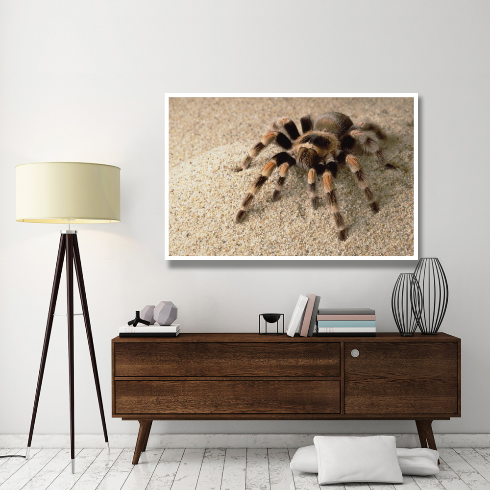 Mexican Red-knee Tarantula portrait, Mexico-Paper Art-62&quotx42"