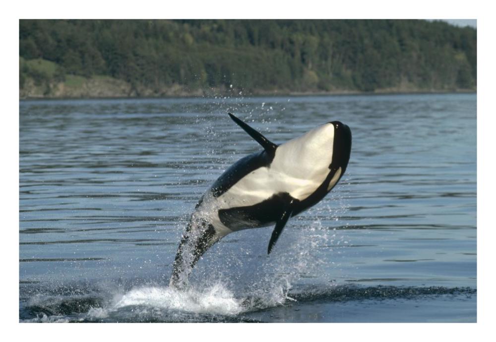 Orca breaching along the Inside Passage, Alaska-Paper Art-26"x18"