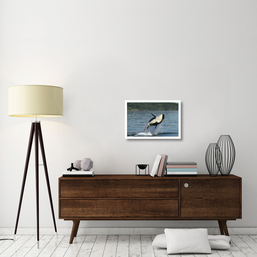 Orca breaching along the Inside Passage, Alaska-Paper Art-26&quotx18"