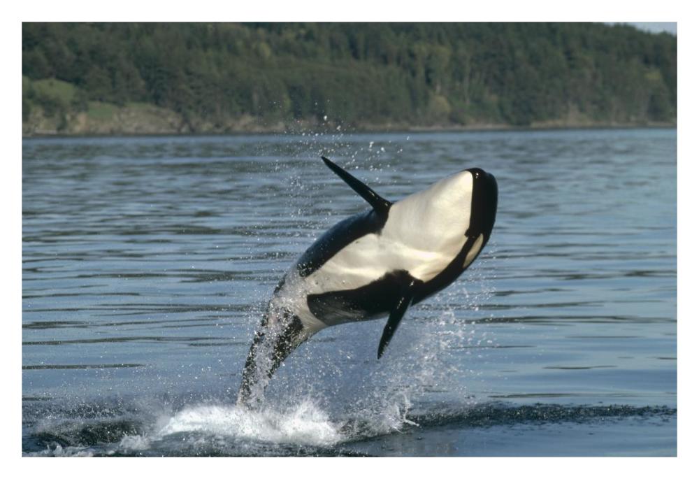 Orca breaching along the Inside Passage, Alaska-Paper Art-32"x22"
