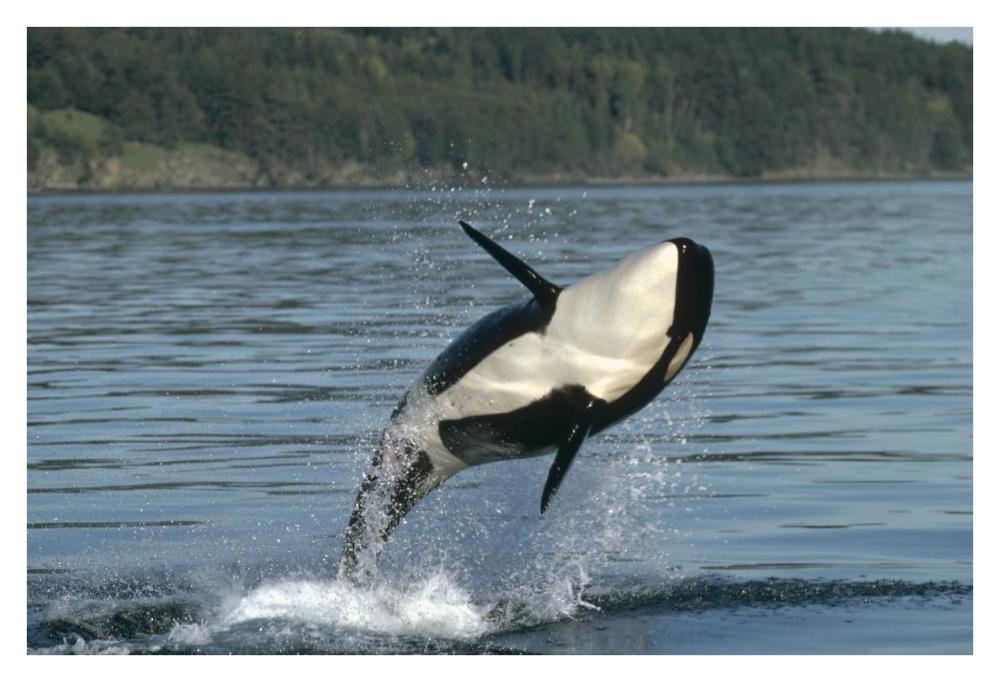 Orca breaching along the Inside Passage, Alaska-Paper Art-38"x26"