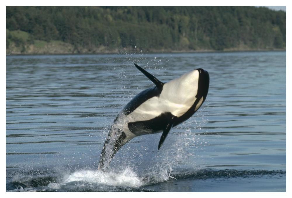 Orca breaching along the Inside Passage, Alaska-Paper Art-50"x34"
