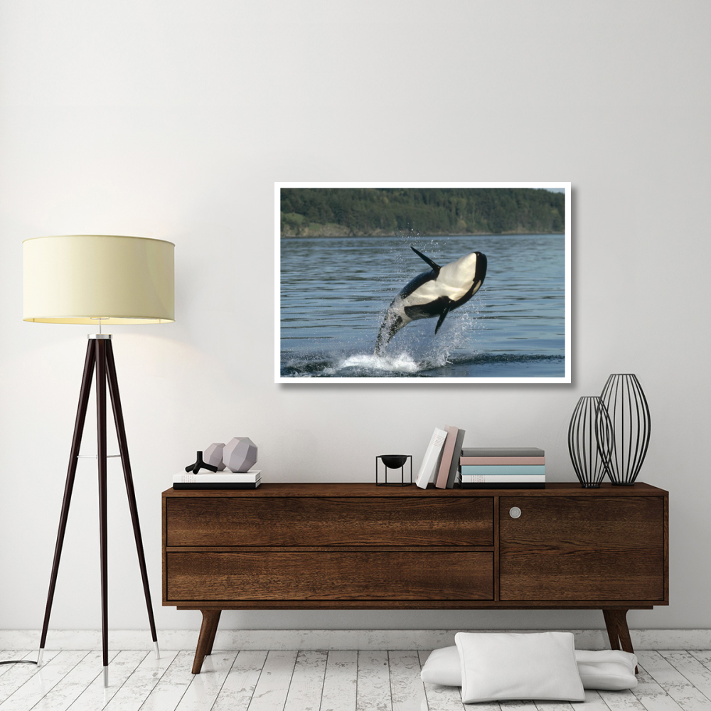 Orca breaching along the Inside Passage, Alaska-Paper Art-50&quotx34"