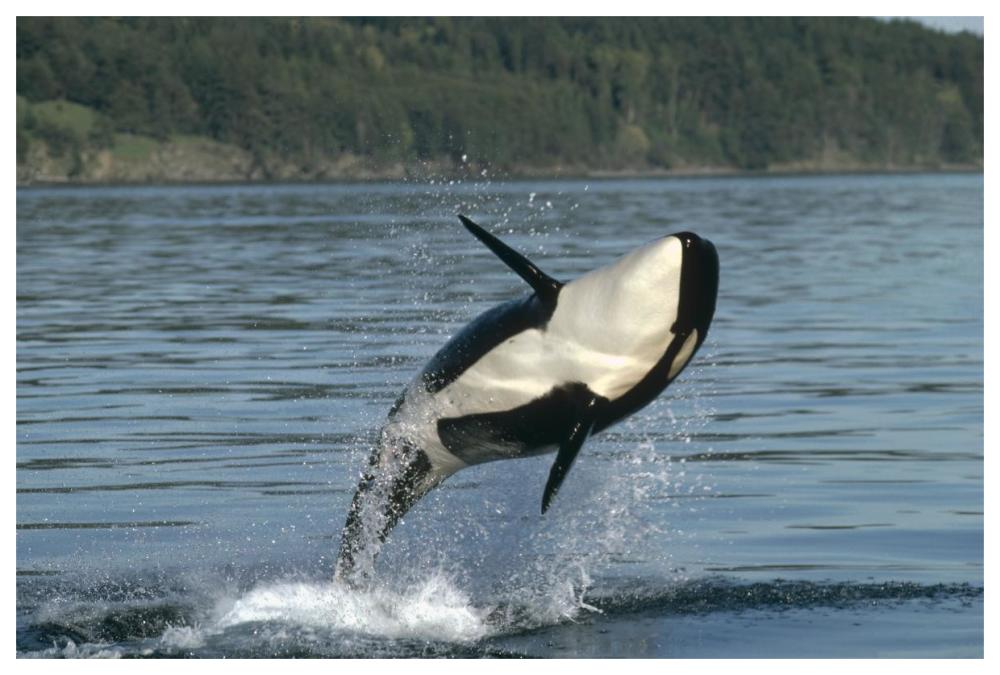 Orca breaching along the Inside Passage, Alaska-Paper Art-62"x42"