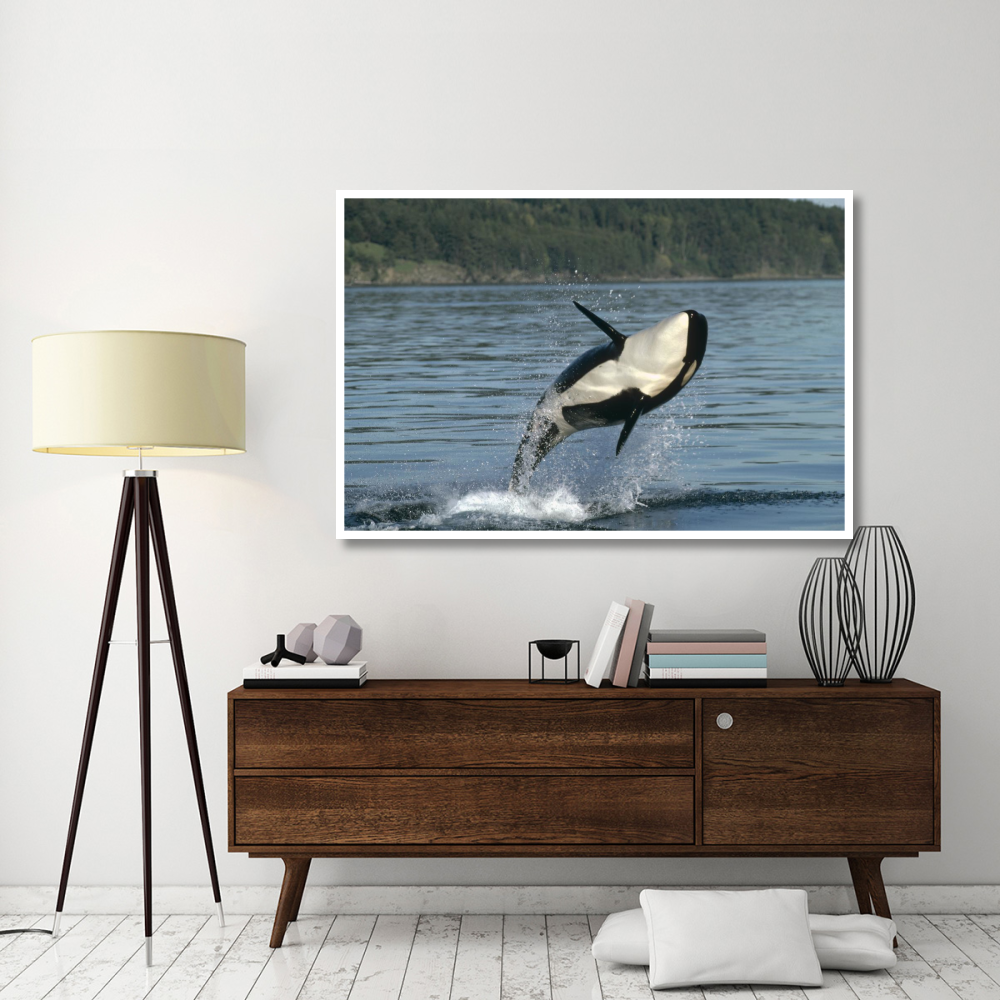 Orca breaching along the Inside Passage, Alaska-Paper Art-62&quotx42"