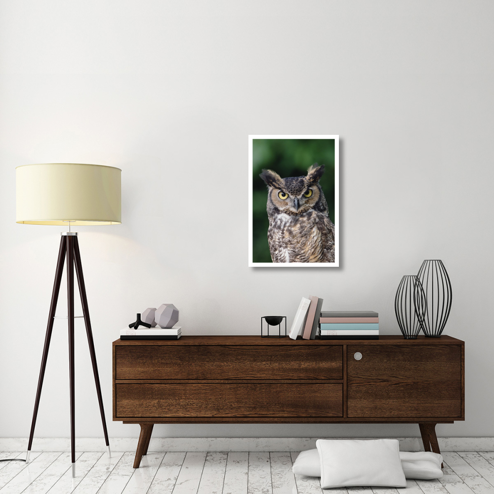 Great Horned Owl close-up portrait, North America-Paper Art-22&quotx32"