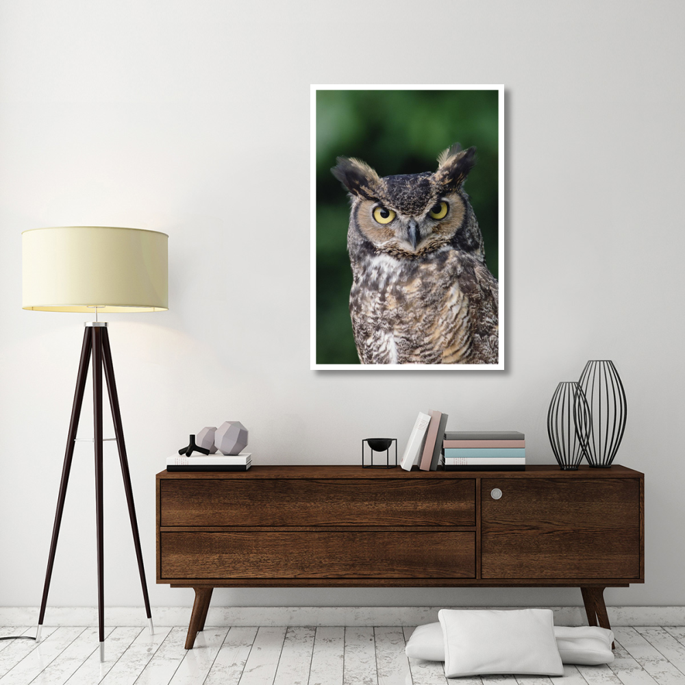 Great Horned Owl close-up portrait, North America-Paper Art-34&quotx50"