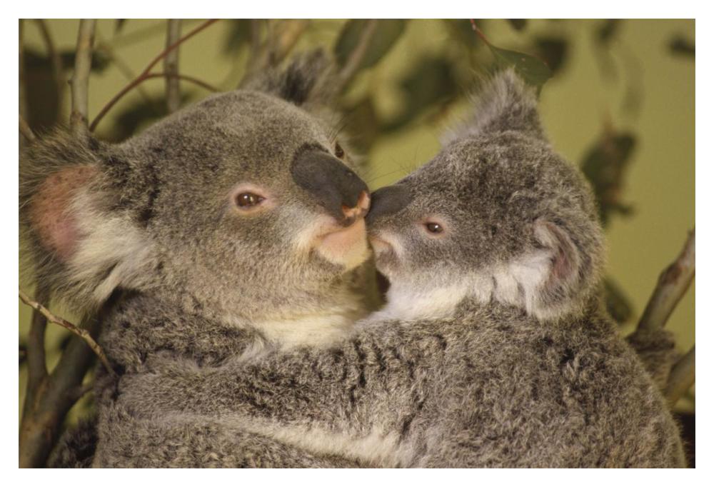 Koala mother with joey, eastern temperate Australia-Paper Art-20"x14"