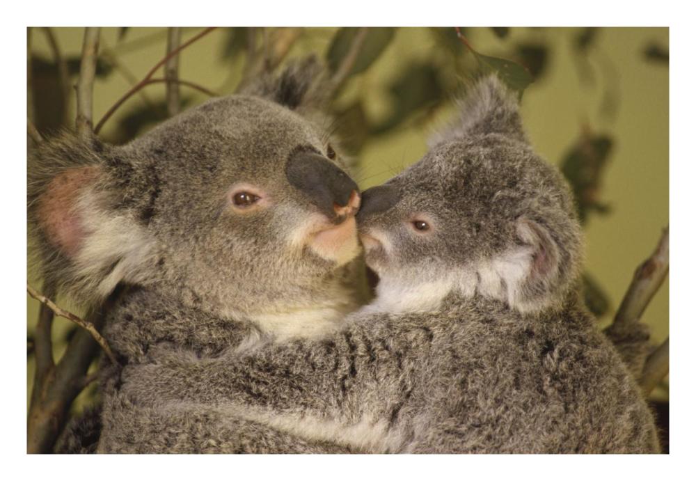 Koala mother with joey, eastern temperate Australia-Paper Art-26"x18"