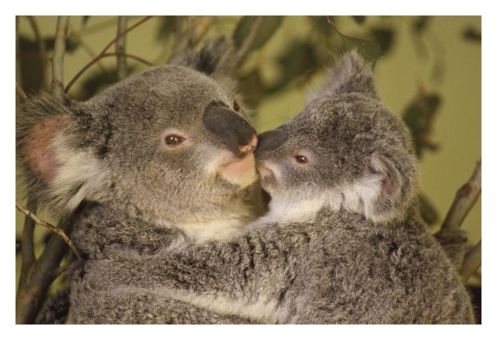 Koala mother with joey, eastern temperate Australia-Paper Art-32"x22"