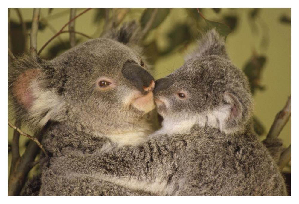 Koala mother with joey, eastern temperate Australia-Paper Art-38"x26"