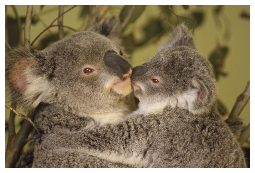 Koala mother with joey, eastern temperate Australia-Paper Art-50"x34"