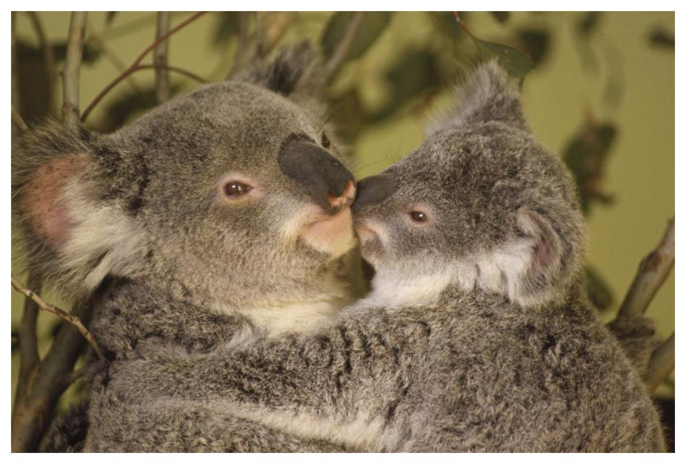 Koala mother with joey, eastern temperate Australia-Paper Art-62"x42"