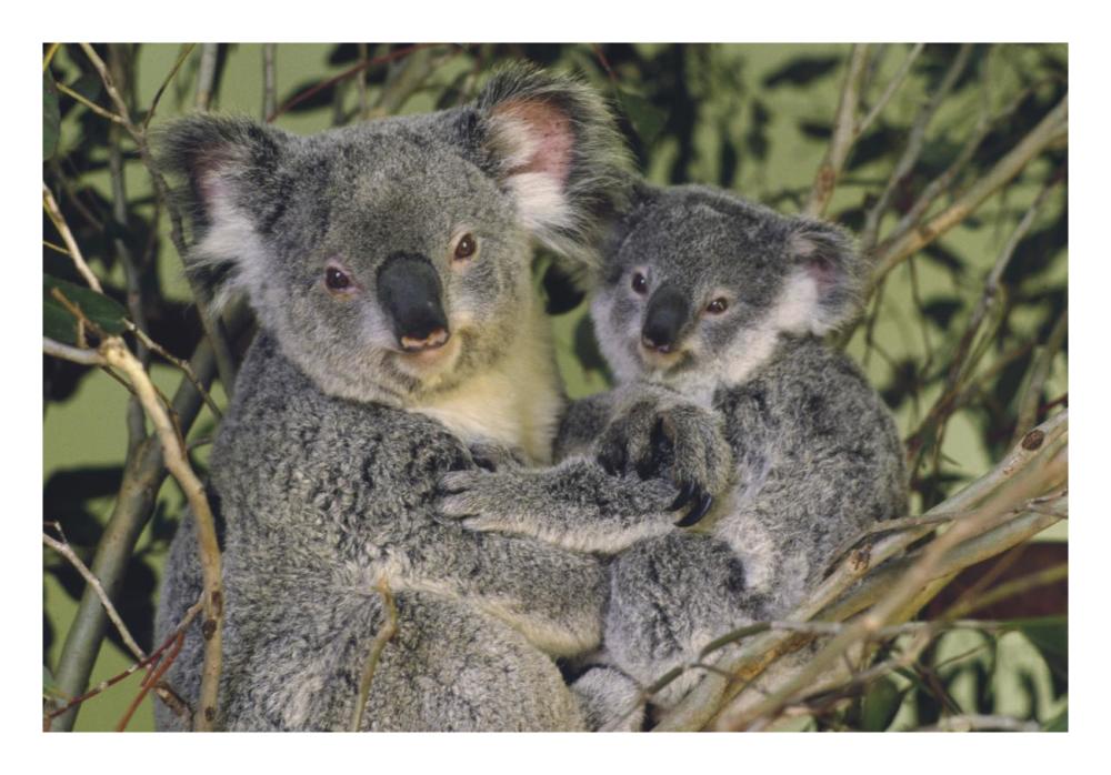 Koala mother with joey, eastern temperate Australia-Paper Art-26"x18"