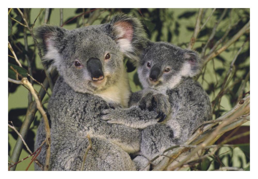 Koala mother with joey, eastern temperate Australia-Paper Art-32"x22"