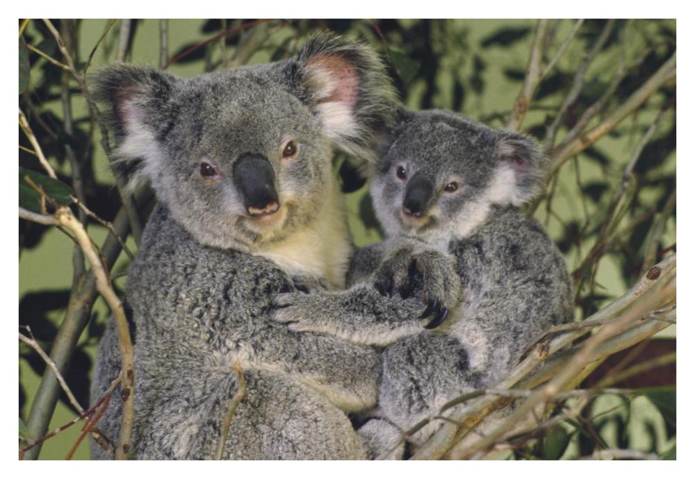 Koala mother with joey, eastern temperate Australia-Paper Art-38"x26"