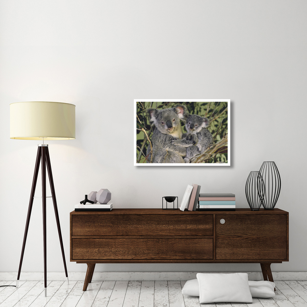 Koala mother with joey, eastern temperate Australia-Paper Art-38&quotx26"