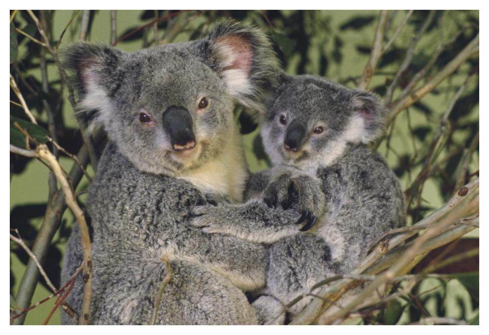 Koala mother with joey, eastern temperate Australia-Paper Art-50"x34"
