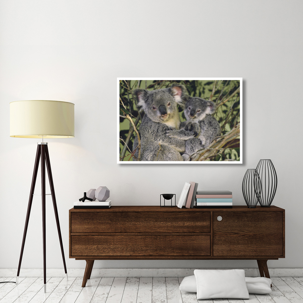 Koala mother with joey, eastern temperate Australia-Paper Art-50&quotx34"