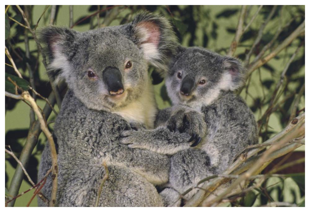 Koala mother with joey, eastern temperate Australia-Paper Art-62"x42"