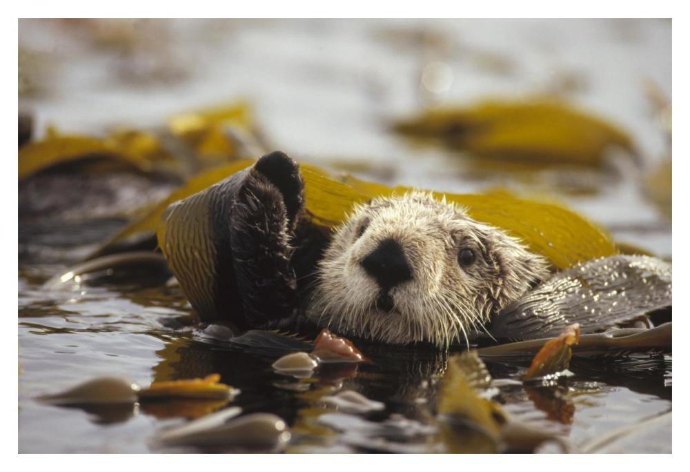 Sea Otter floating in kelp bed, northern Pacific Ocean-Paper Art-20"x14"