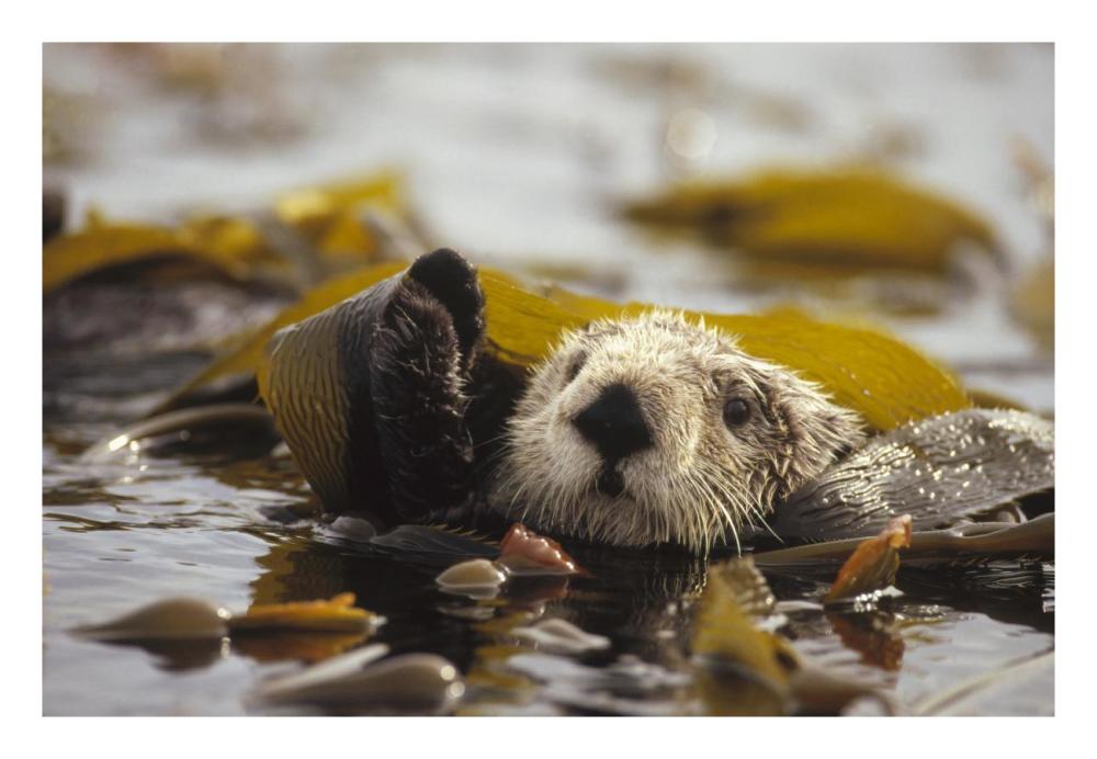 Sea Otter floating in kelp bed, northern Pacific Ocean-Paper Art-26"x18"
