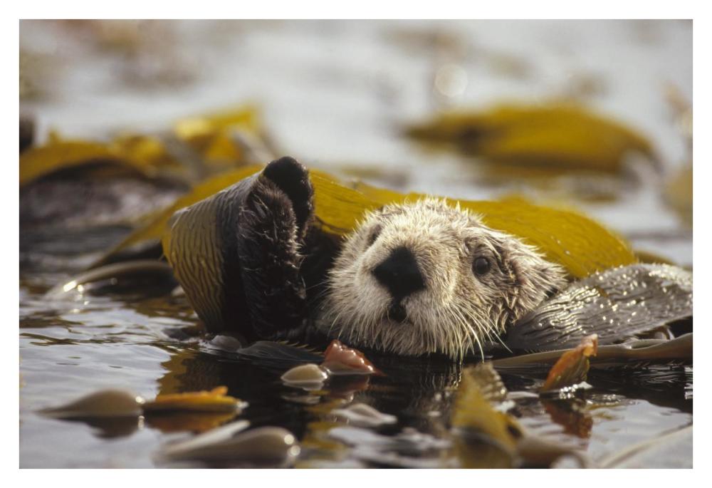 Sea Otter floating in kelp bed, northern Pacific Ocean-Paper Art-38"x26"