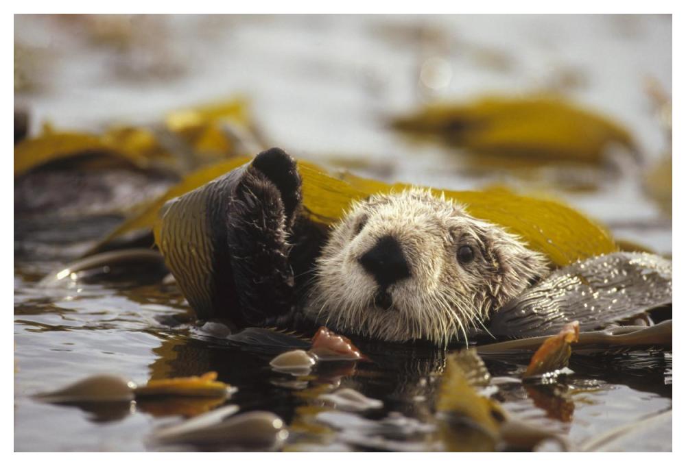 Sea Otter floating in kelp bed, northern Pacific Ocean-Paper Art-50"x34"
