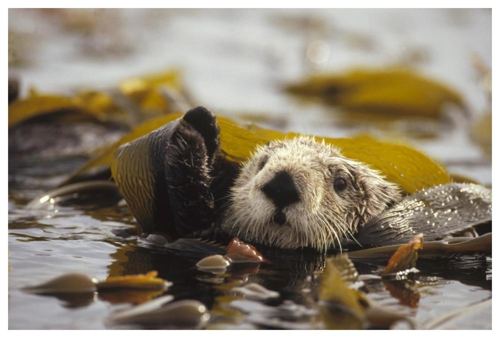 Sea Otter floating in kelp bed, northern Pacific Ocean-Paper Art-62"x42"