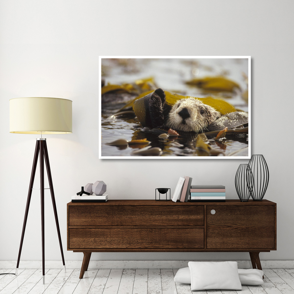 Sea Otter floating in kelp bed, northern Pacific Ocean-Paper Art-62&quotx42"