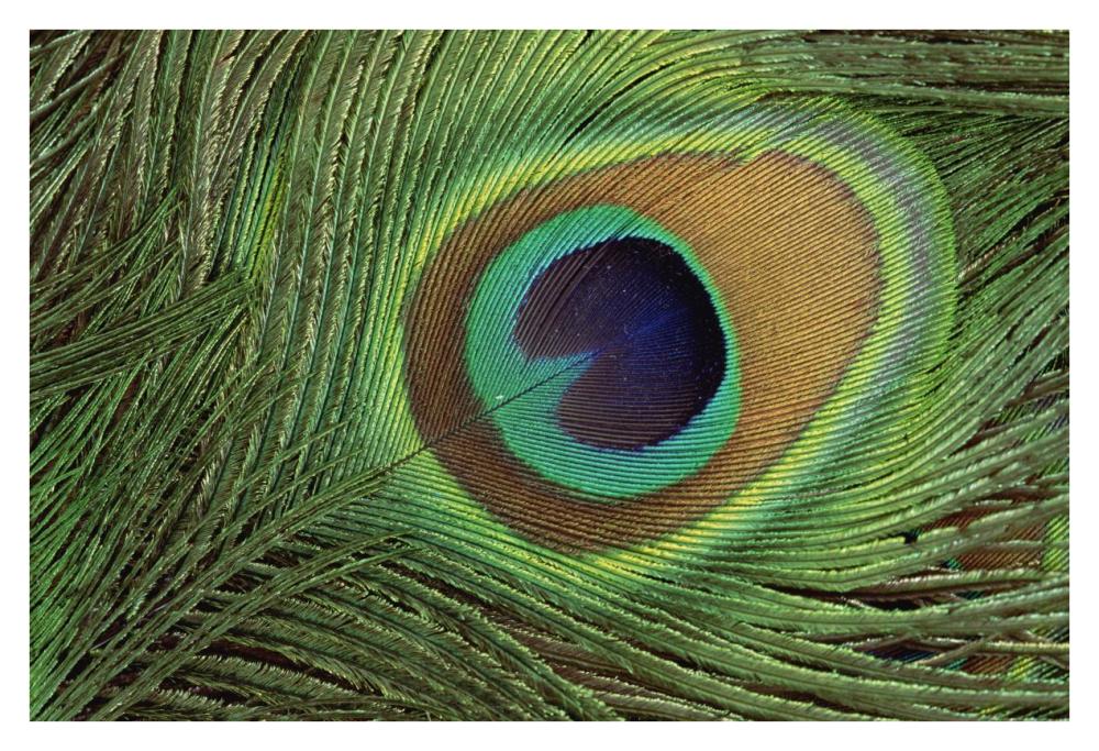 Indian Peafowl display feathers, India to southeast Asia-Paper Art-38"x26"