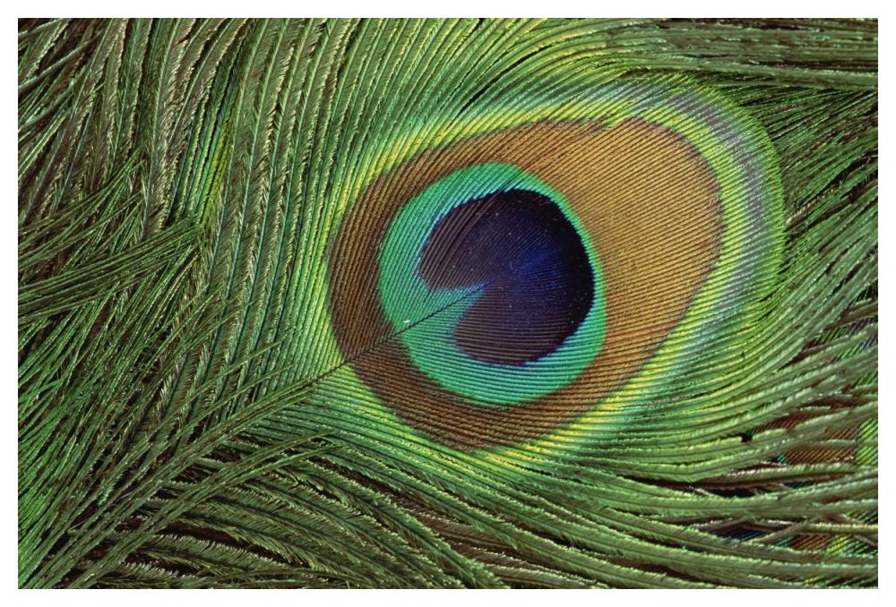 Indian Peafowl display feathers, India to southeast Asia-Paper Art-50"x34"