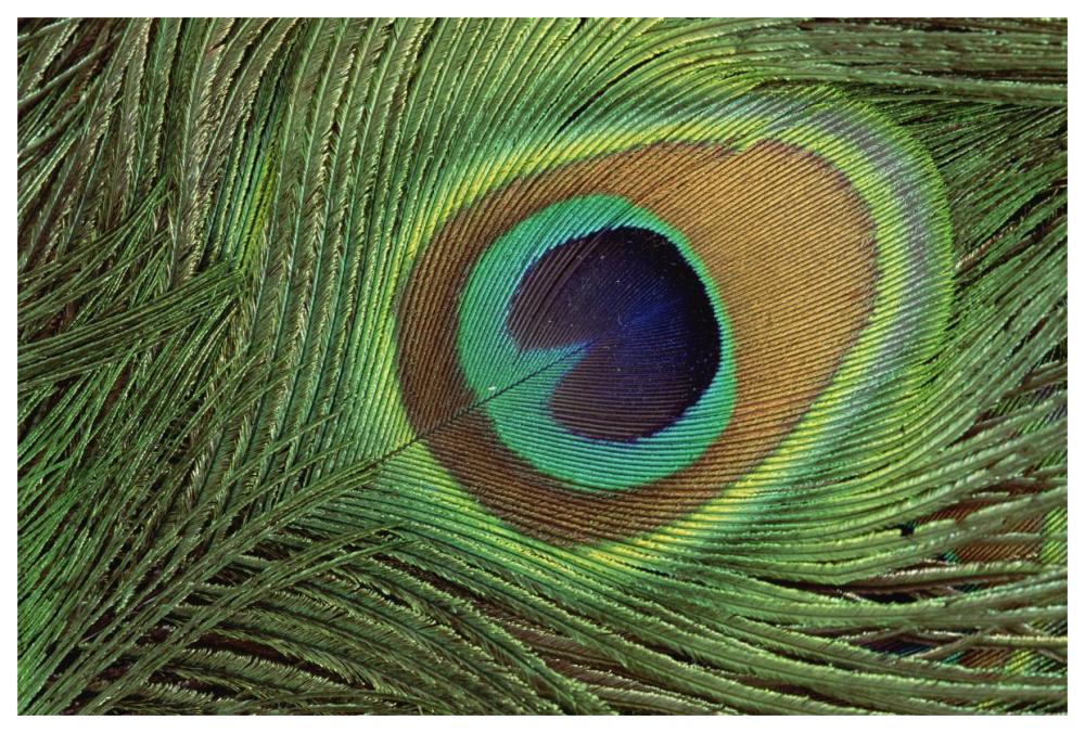 Indian Peafowl display feathers, India to southeast Asia-Paper Art-62"x42"