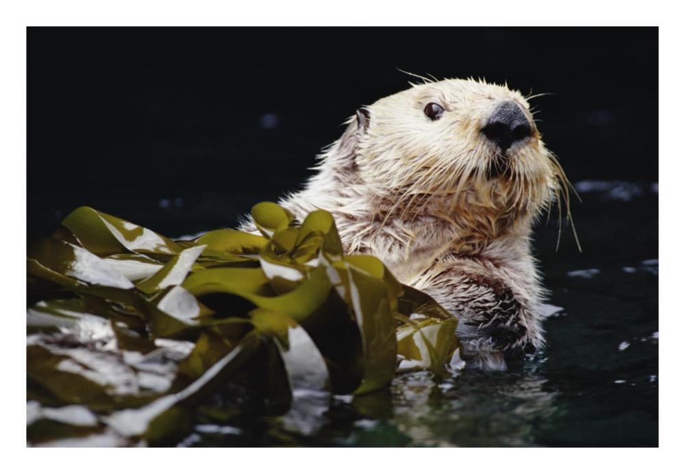 Sea Otter portrait in Kelp, Pacific coast, North America-Paper Art-26"x18"