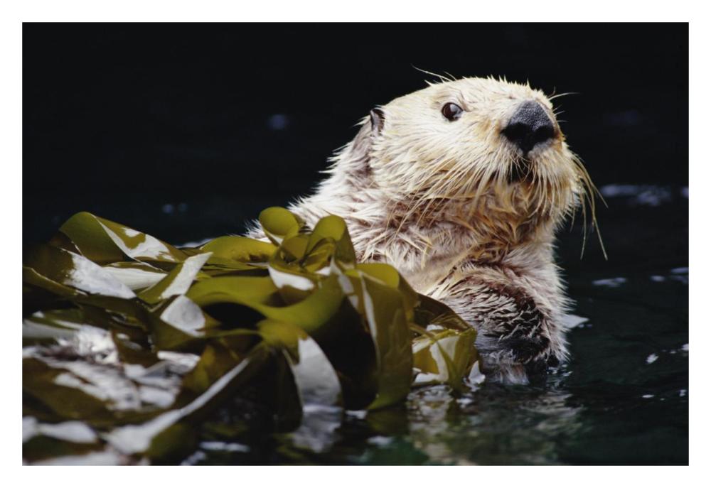 Sea Otter portrait in Kelp, Pacific coast, North America-Paper Art-32"x22"