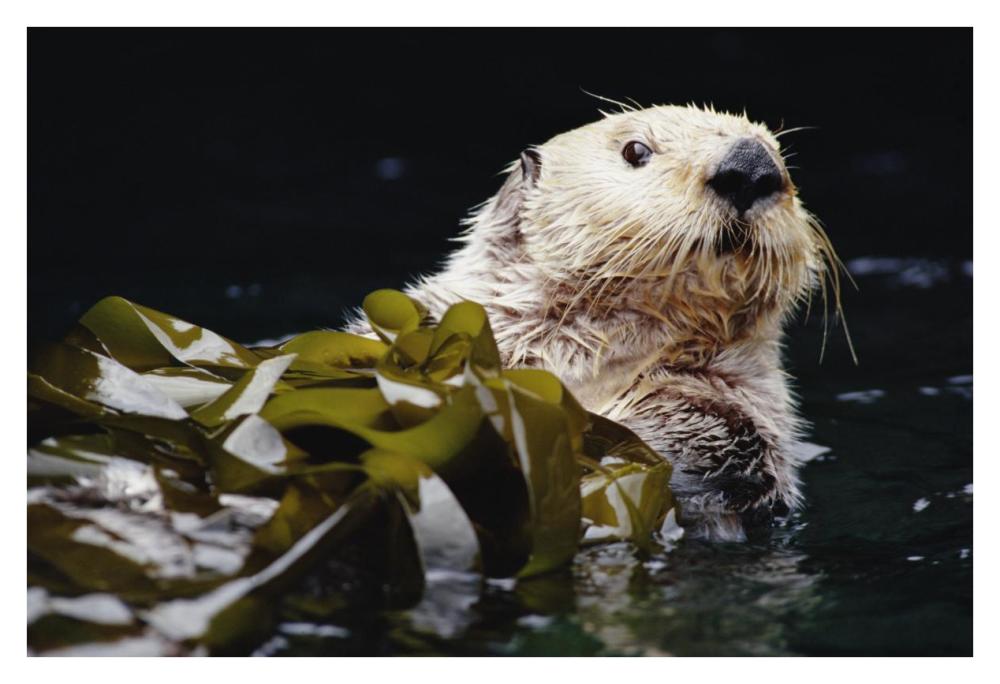 Sea Otter portrait in Kelp, Pacific coast, North America-Paper Art-38"x26"