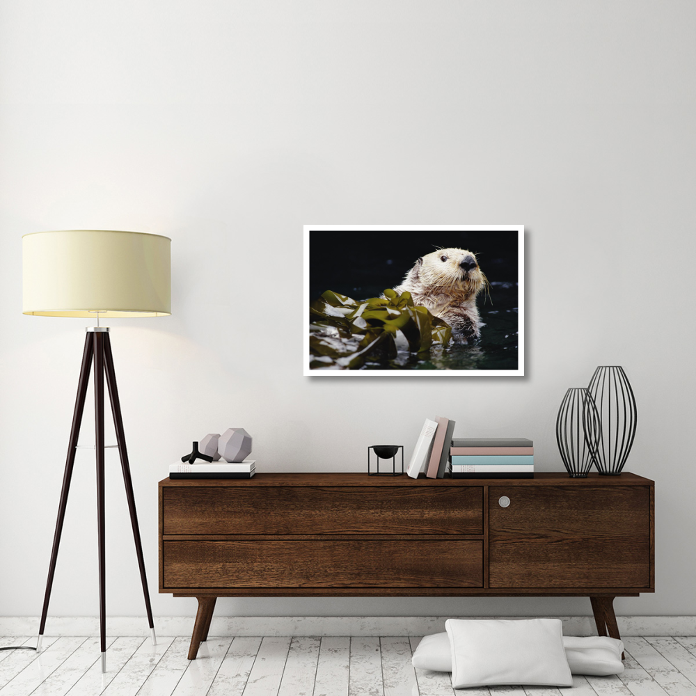 Sea Otter portrait in Kelp, Pacific coast, North America-Paper Art-38&quotx26"