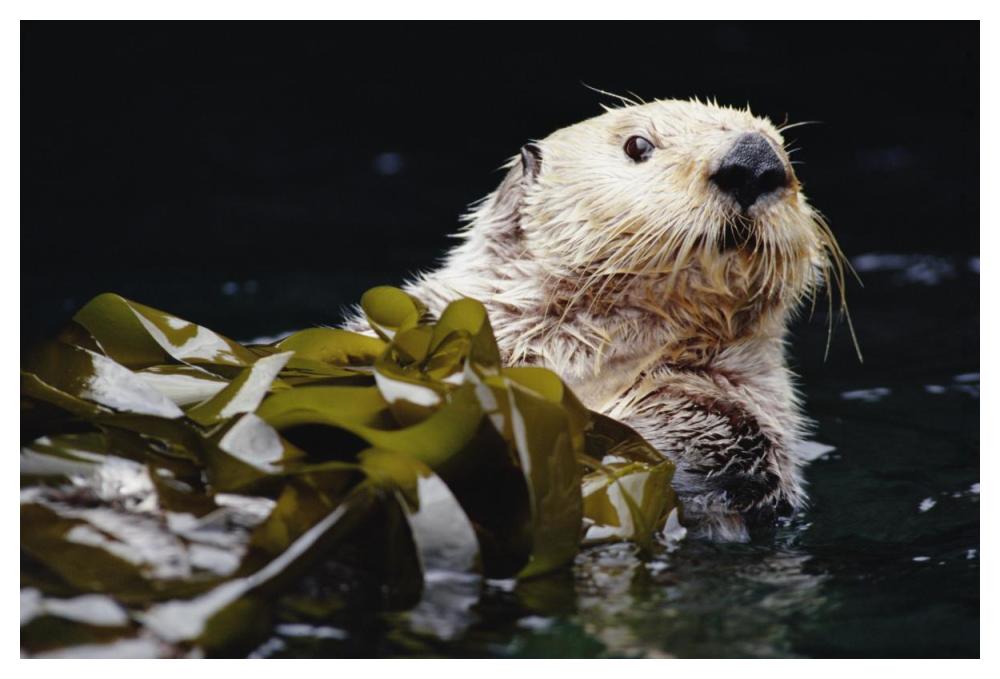 Sea Otter portrait in Kelp, Pacific coast, North America-Paper Art-50"x34"