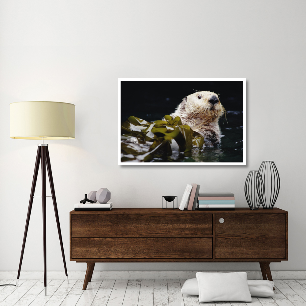 Sea Otter portrait in Kelp, Pacific coast, North America-Paper Art-50&quotx34"