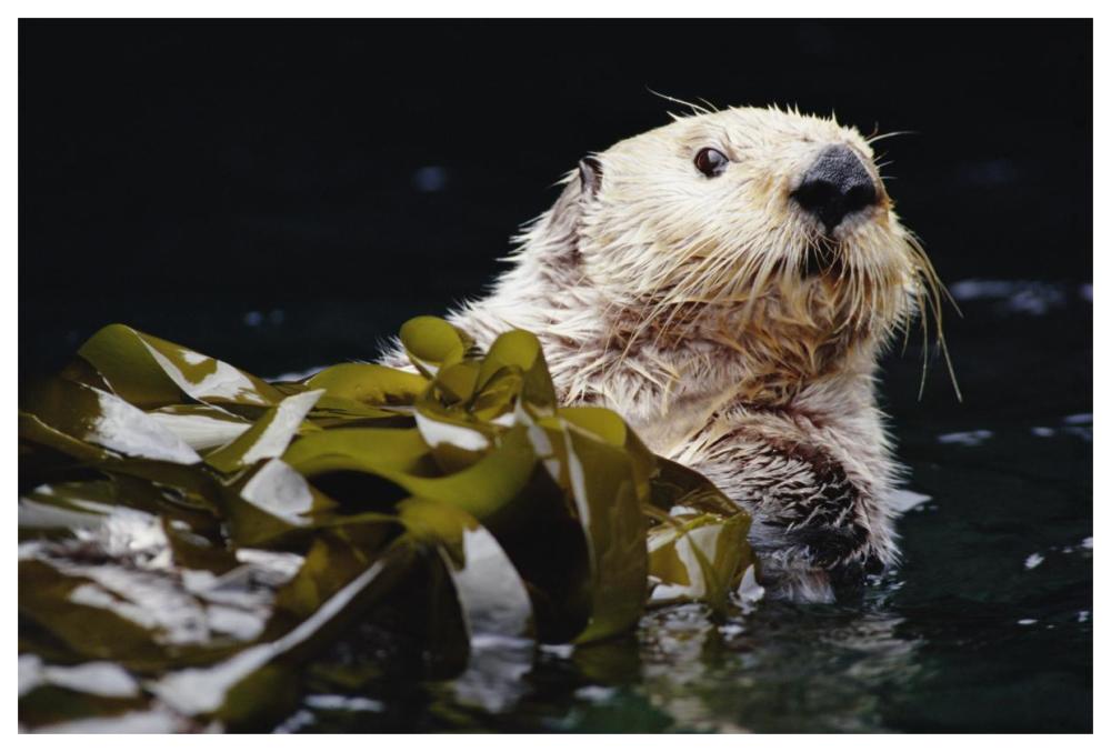 Sea Otter portrait in Kelp, Pacific coast, North America-Paper Art-62"x42"